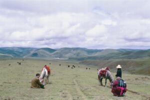 Horses on the Tagong Grasslands